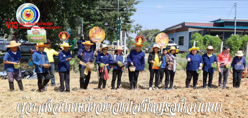 ผู้ว่าฯศรีสะเกษเกี่ยวข้าวแปลงใหญ่ร่วมใจพัฒนาคุณภาพข้าวใหม่